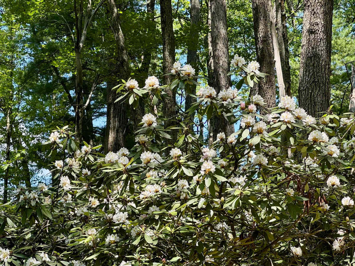 Spring Creek Rd trail photo