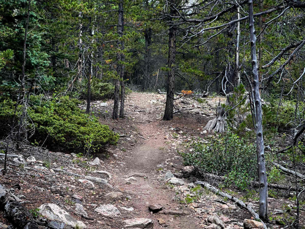 Louie’s Loop #660  photo 5