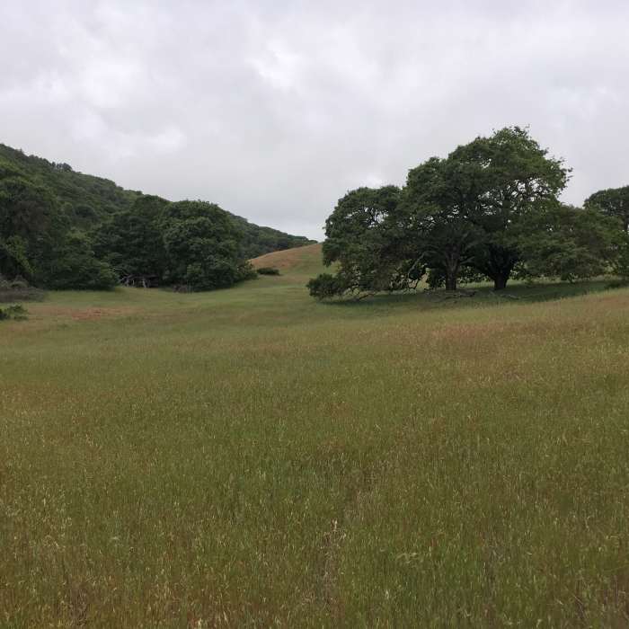 Near Cowan Meadow Trail