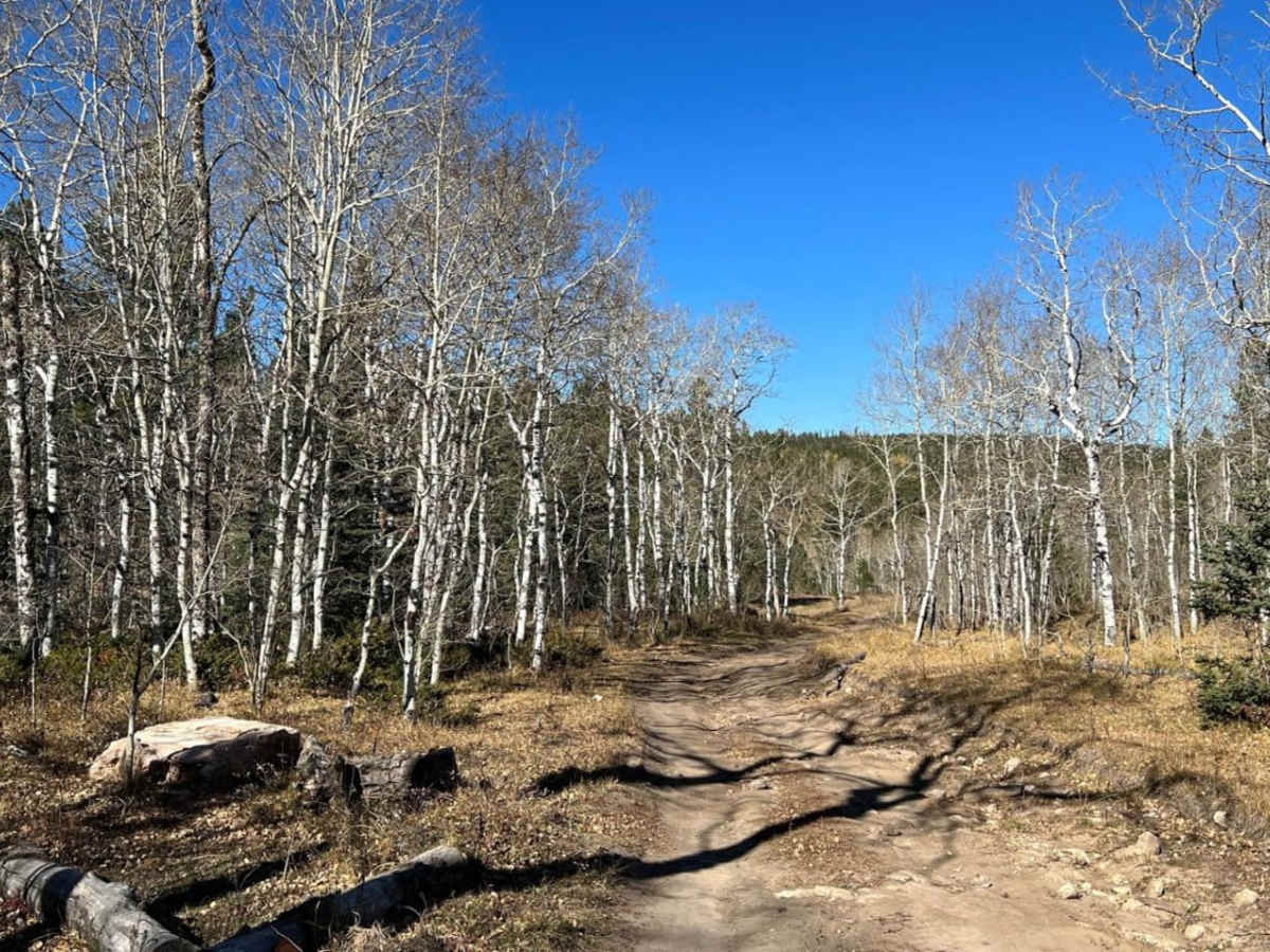 Ditch Creek Br & Long Canyon photo 3