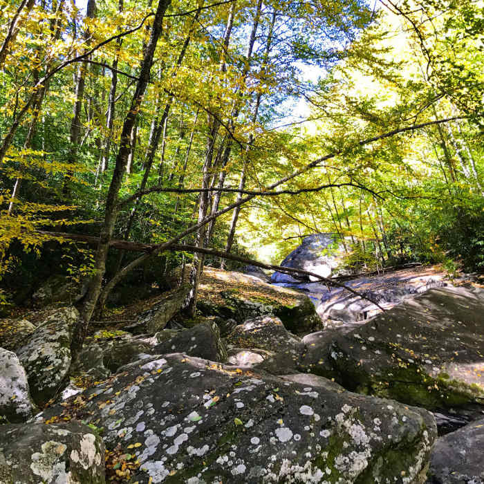 Near Boone Fork Trail