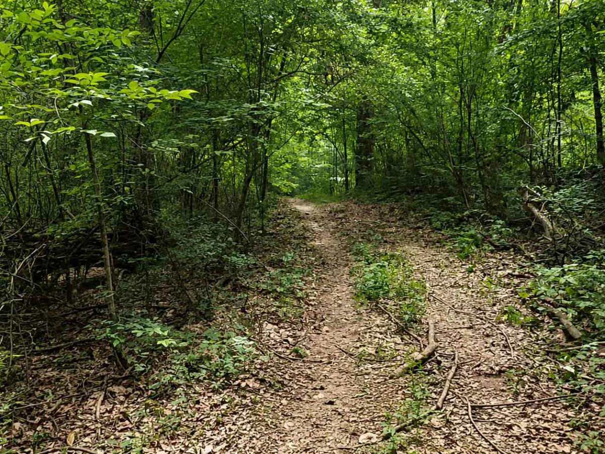 Bushwhacker Loop photo 3