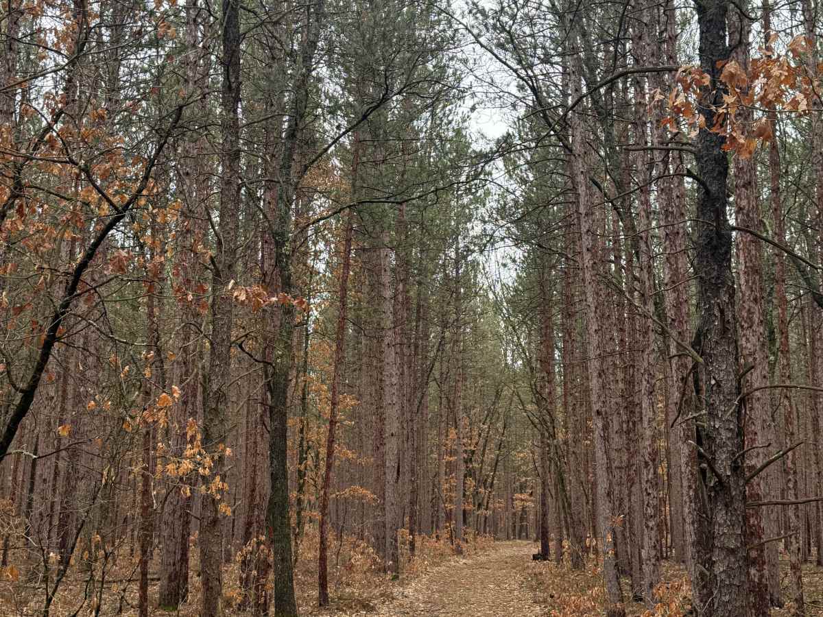 FS 8393 trail photo