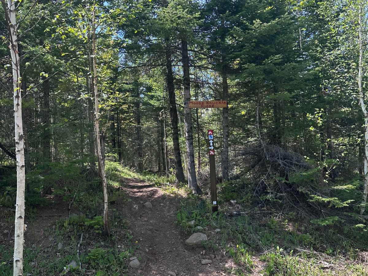 Moose Knuckle Ridge (M25 Section 3) trail photo