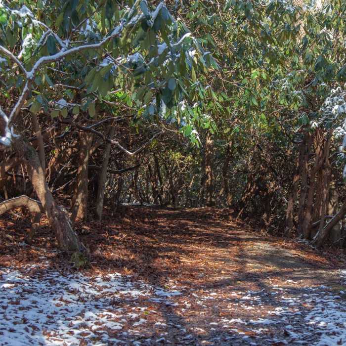 Near Grandview Rim Trail