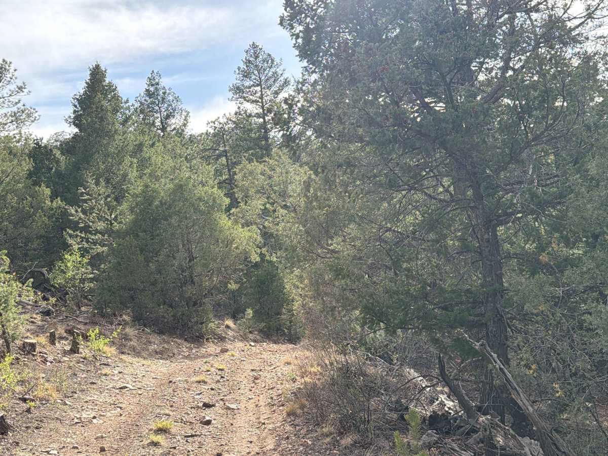 BLM 6170B photo 2