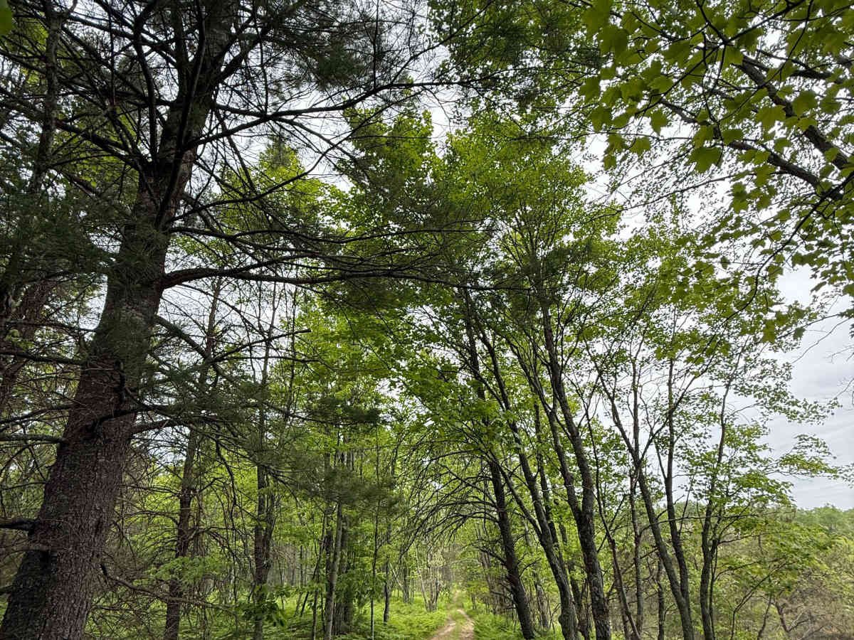 Smith Lake Trail photo 4