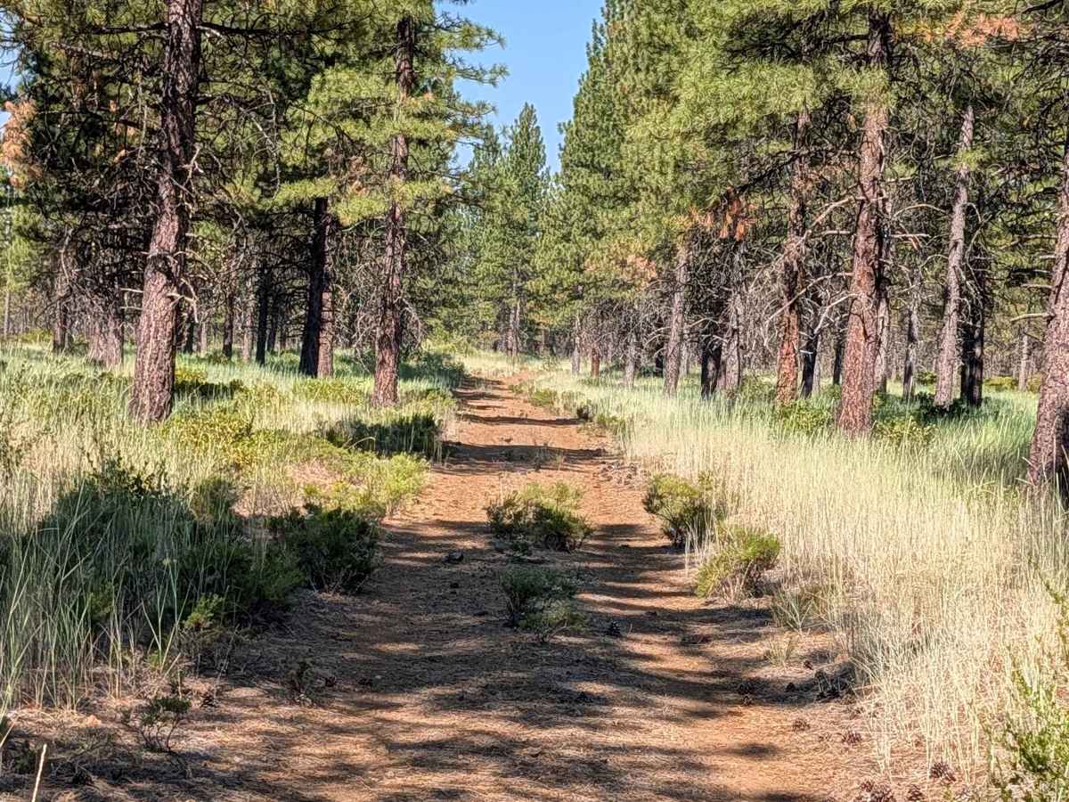 Red Cinder - FS 41N35Y trail photo