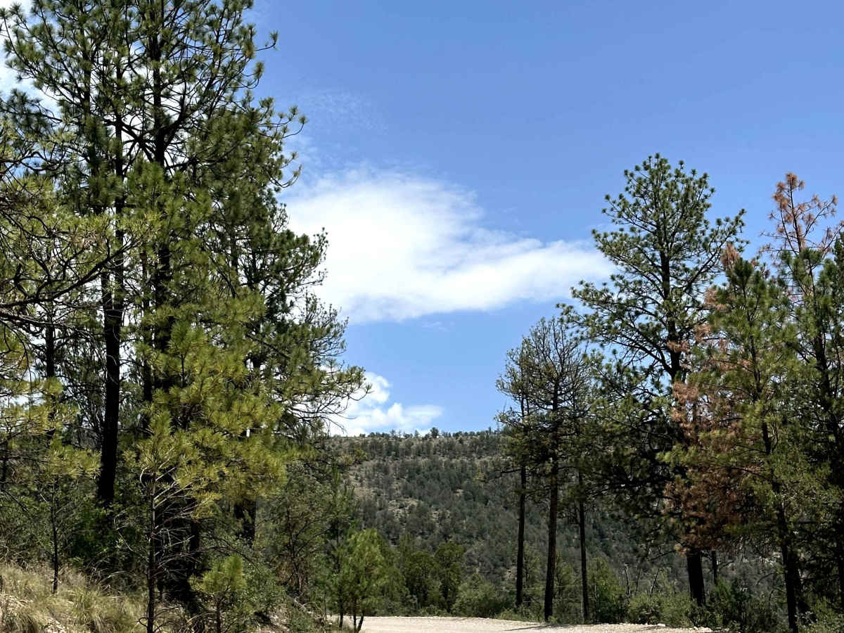 Bear Canyon photo 3