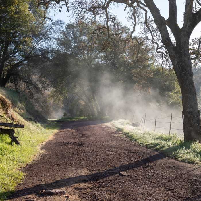 Morning dew on Spenceville Road. Near Shingle Falls