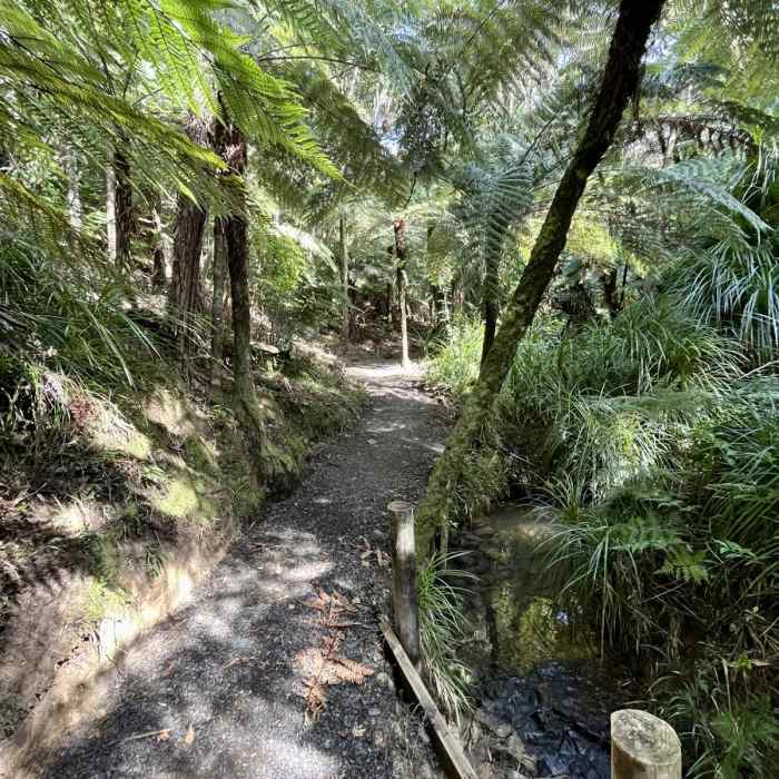 Near Waharau Regional Park Loop Near Waharau Regional Park Loop