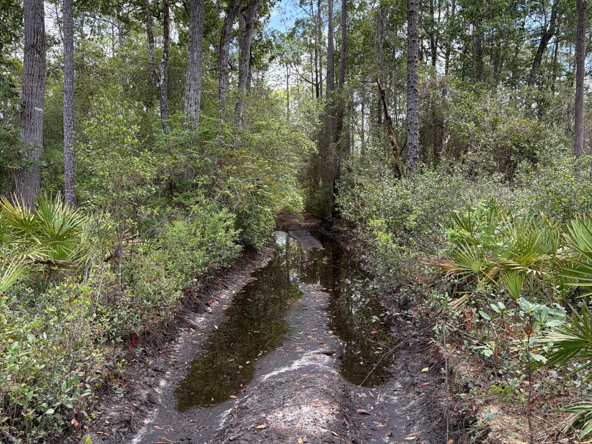 Firewood Loop - Apalachicola 364 C photo 2