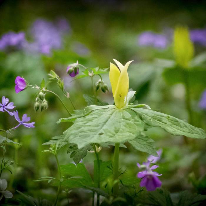 Near Schoolhouse Gap Trail to White Oak Sinks Near Schoolhouse Gap Trail to White Oak Sinks