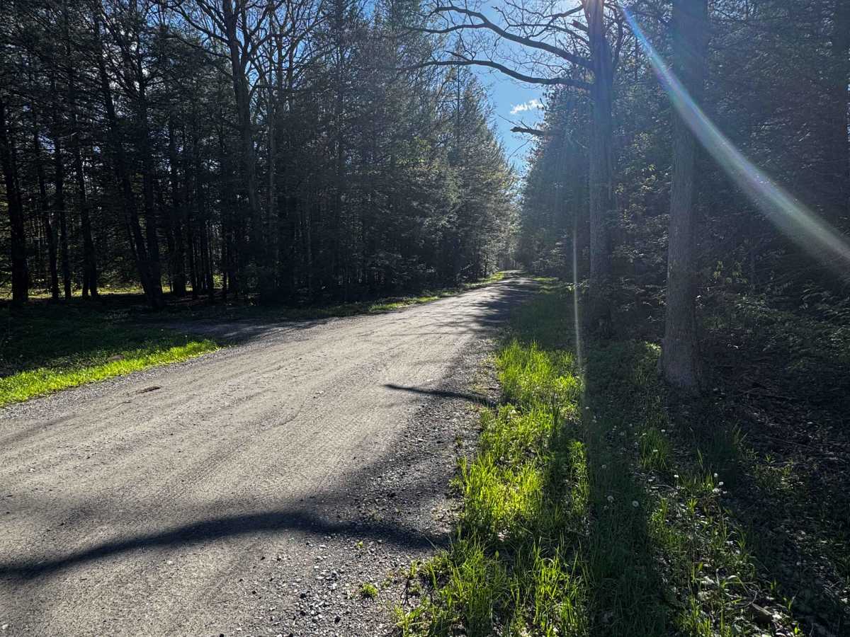 Firebreak Road photo 3