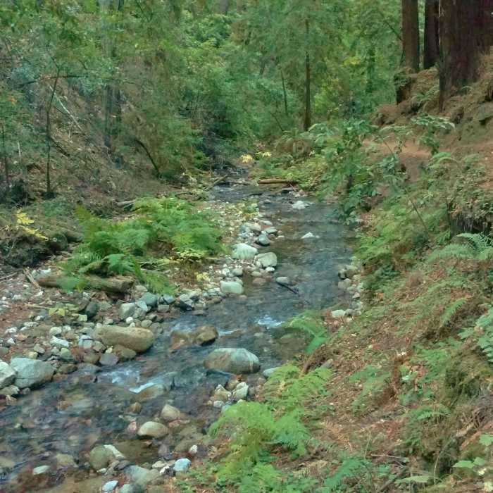 Near Henry Cowell Park