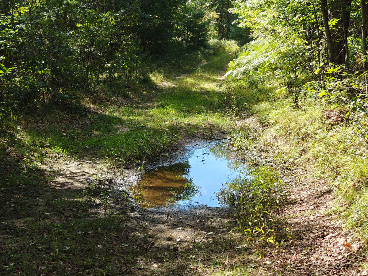Deer Camp Trail photo 3