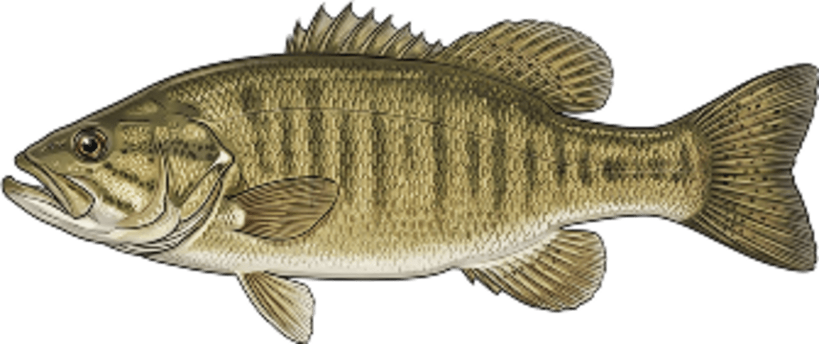 Smallmouth bass