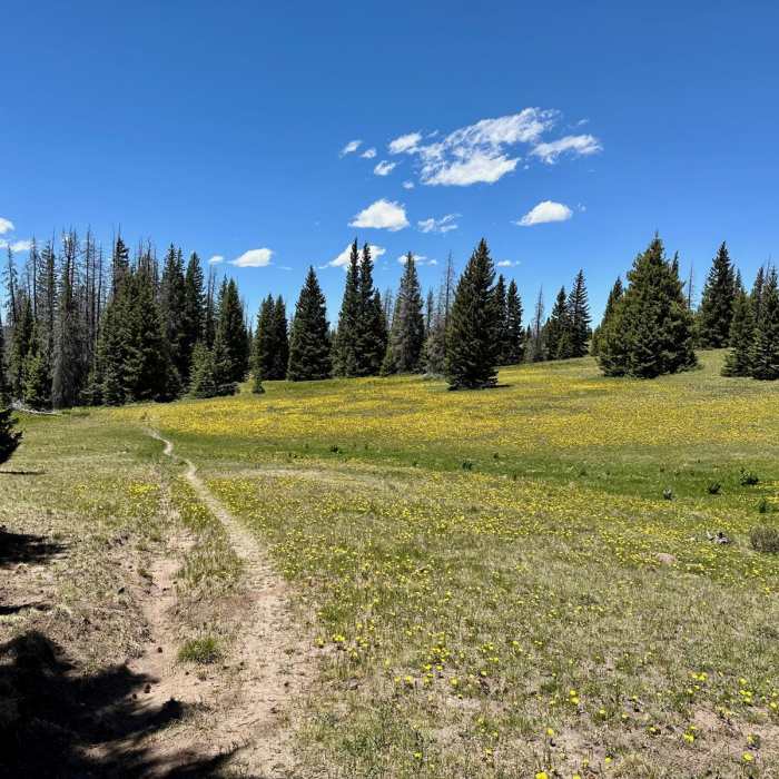 Near Continental Divide Trail: New Mexico Section 31