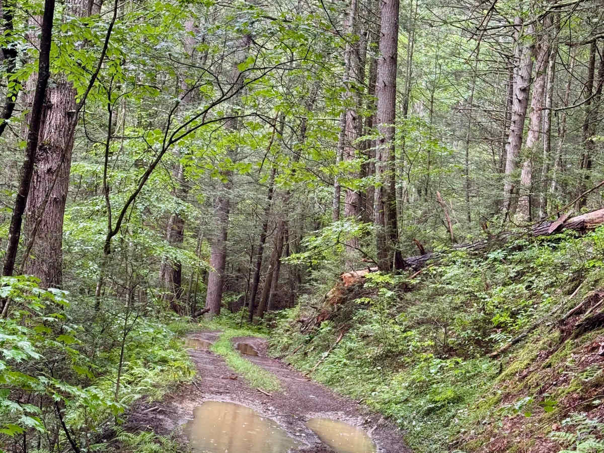 Beaver Creek Road - CR 21 trail photo