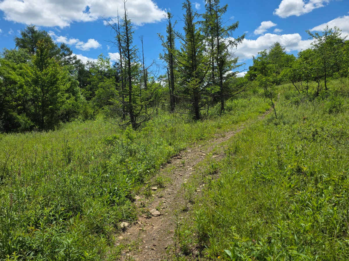 Single Track NN photo 4