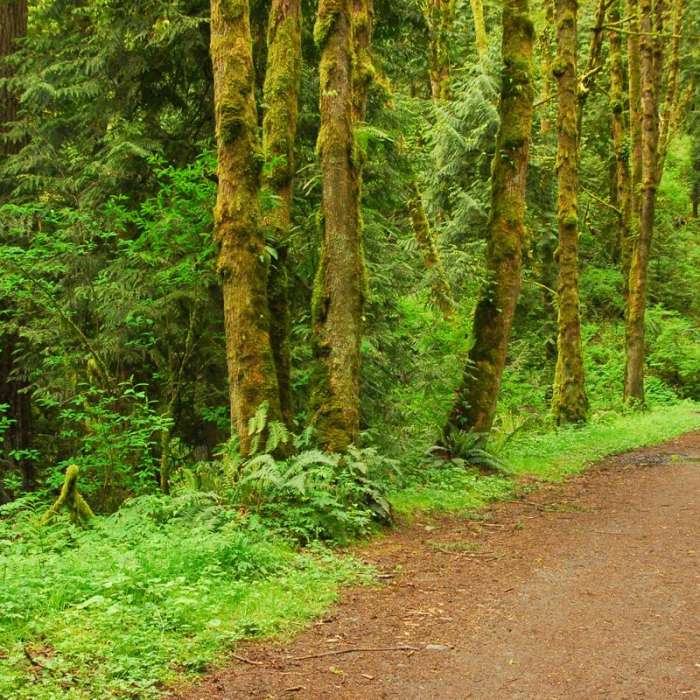 Near Springville Trail