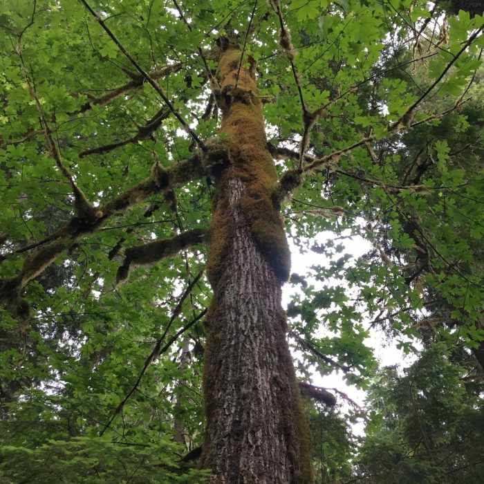 Near Iron Creek Old Growth