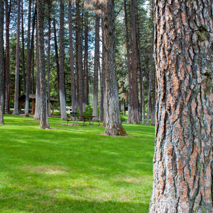 Near Primitive Trail