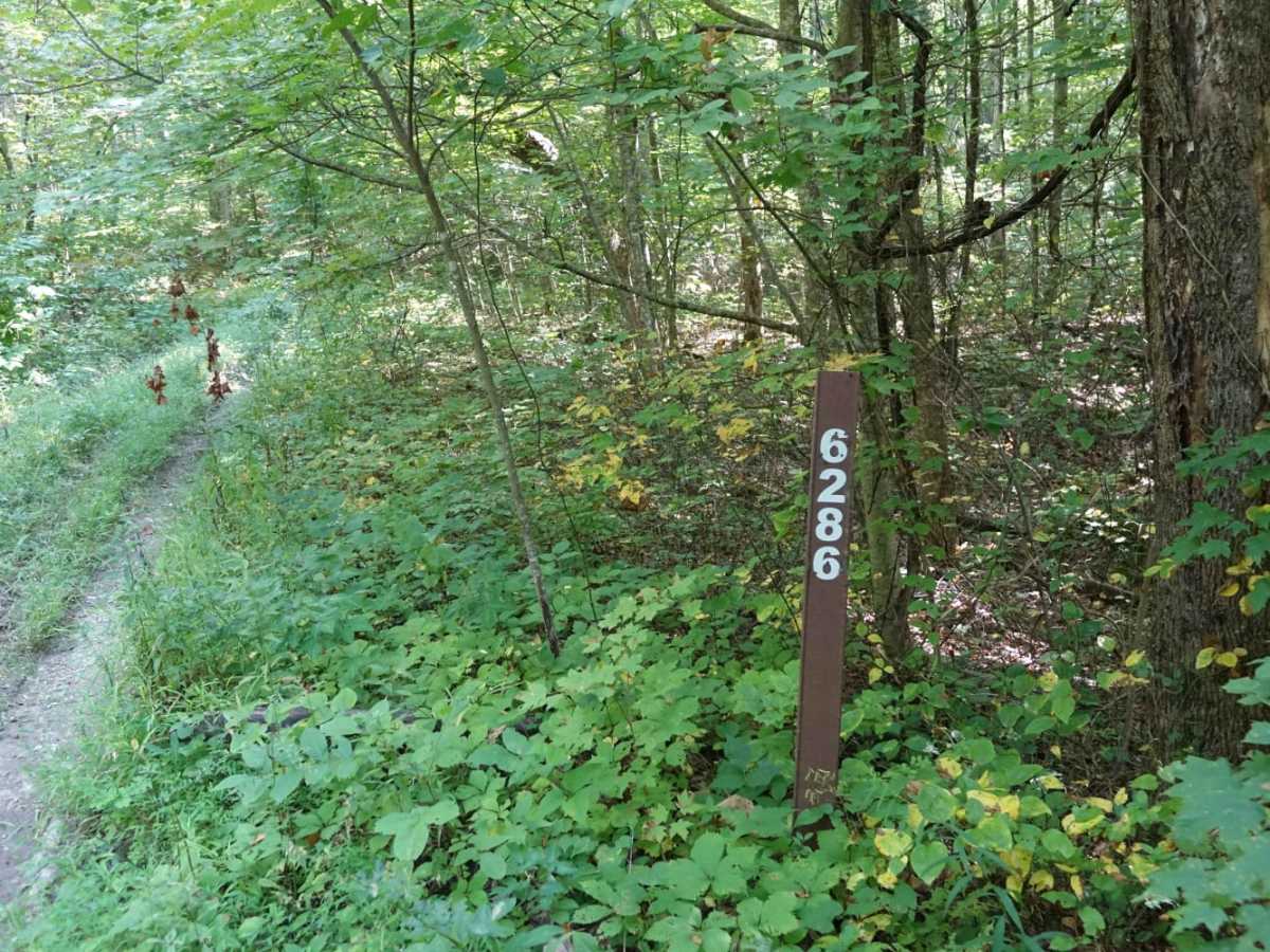 Stephens Knob trail photo
