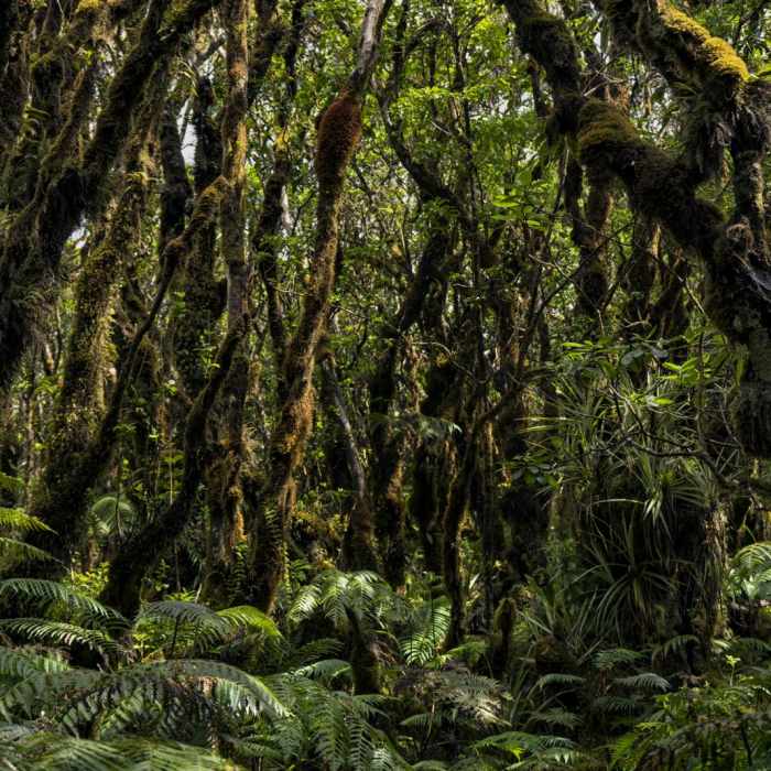 Near Kamakou Preserve + Pepe'opae Bog Trail Near Kamakou Preserve + Pepe'opae Bog Trail