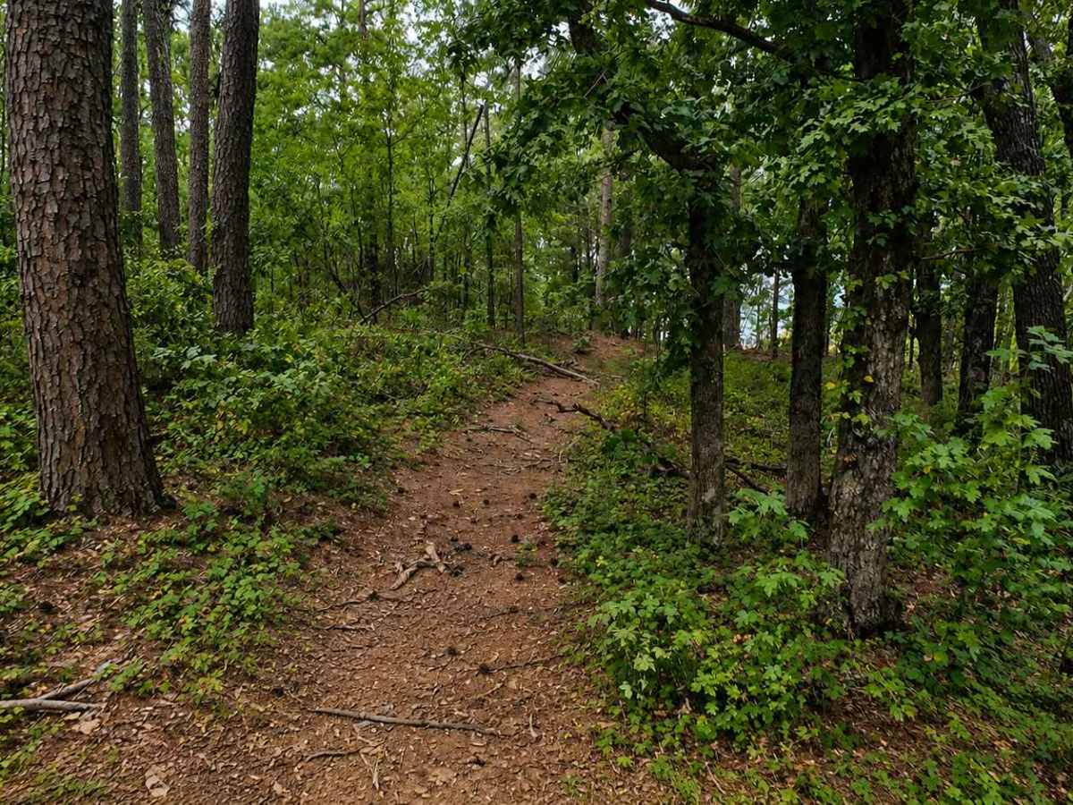 Thompson Creek Trail photo 3