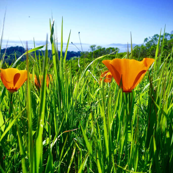 Near Seaview Trail to Inspiration Point