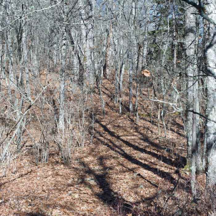 The trail can appear to be lost in the leaves in the fall. The leaves are dry up on the ridgelines. Near Newton Bald Trail