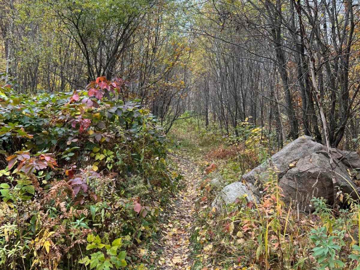 Paul Bunyan North Loop Saga photo 6