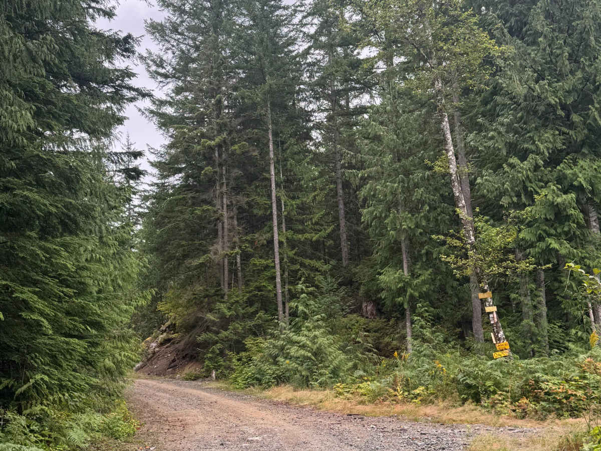 Upper Chehalis - SK 100 trail photo