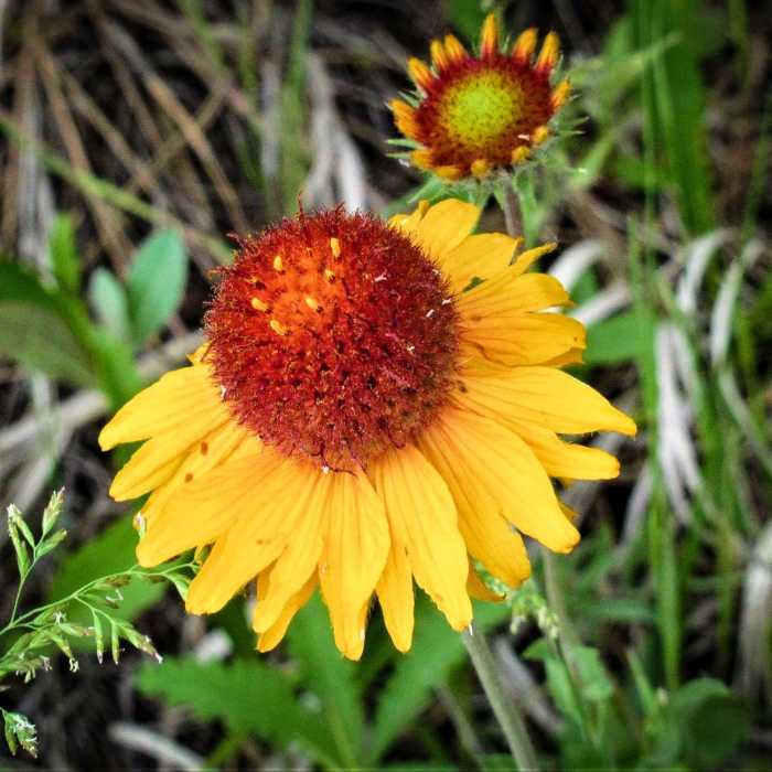 Near Horsetooth Falls and Rock Trail Loop