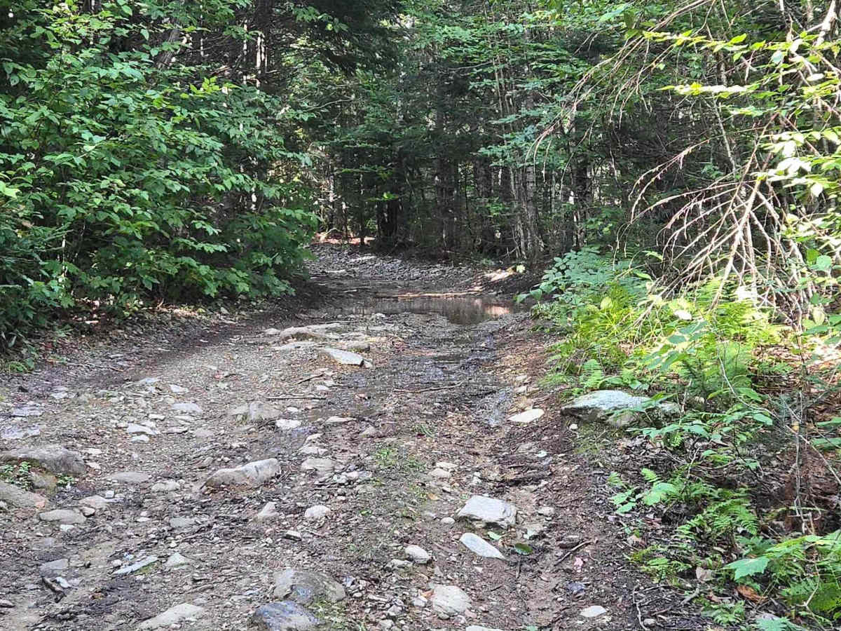 Rat Tail Brook Trail photo 6