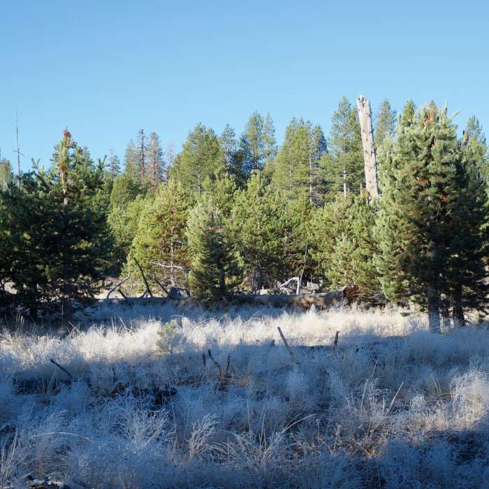New trees grow along the trail. The canopy opens up in this part of the trail. Near Ostrander Lake Trail