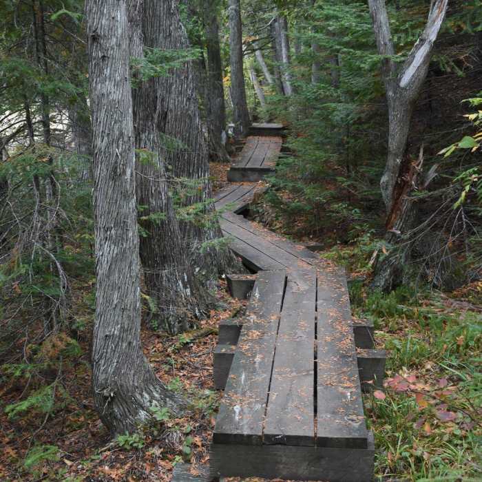 Near Benson Lake Trail Near Benson Lake Trail