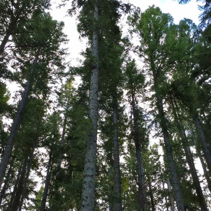 Near Suttle Lake Loop