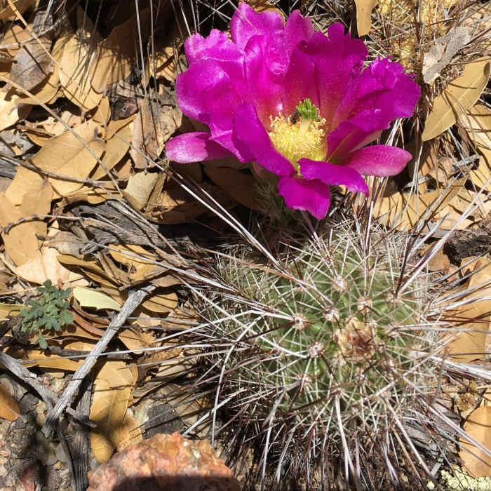 The Beautiful Hedgehog Cactus Flower Near 200 Trail