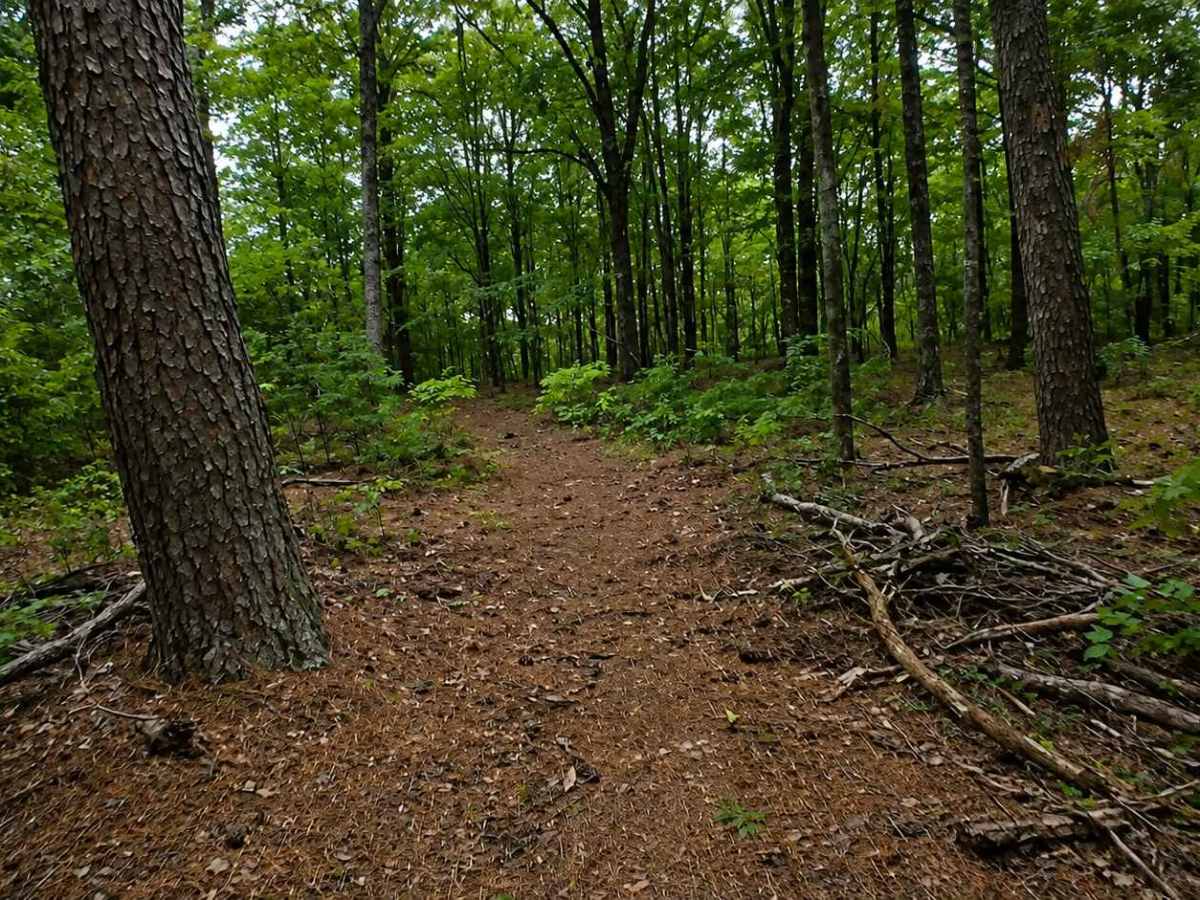 Thompson Creek Trail photo 5