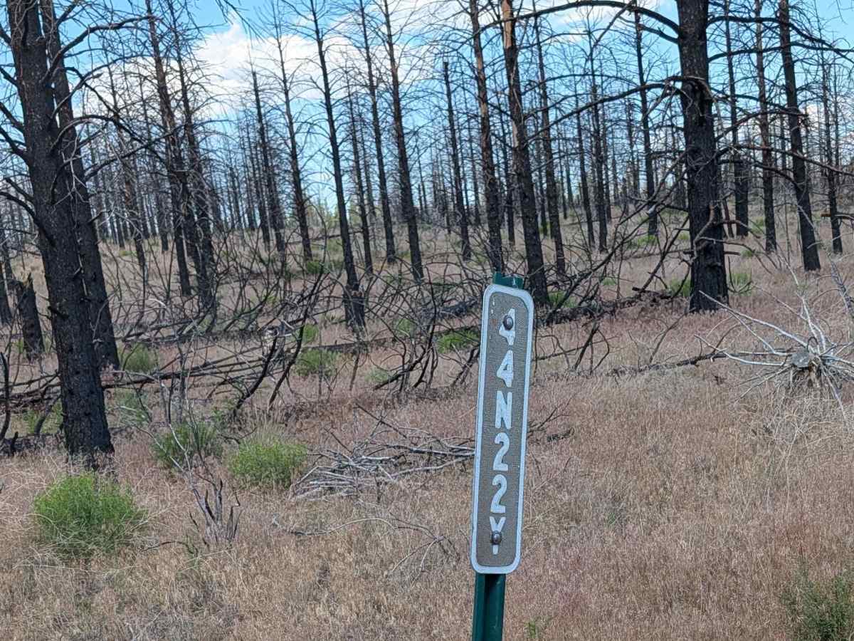 Absolutely Nothing - FS 44N22Y trail photo
