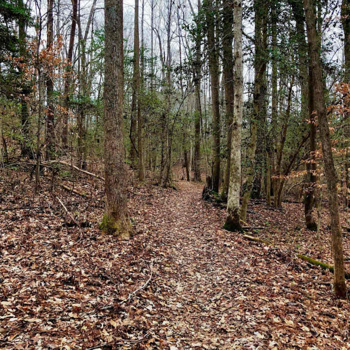 Near Swamp Boardwalk