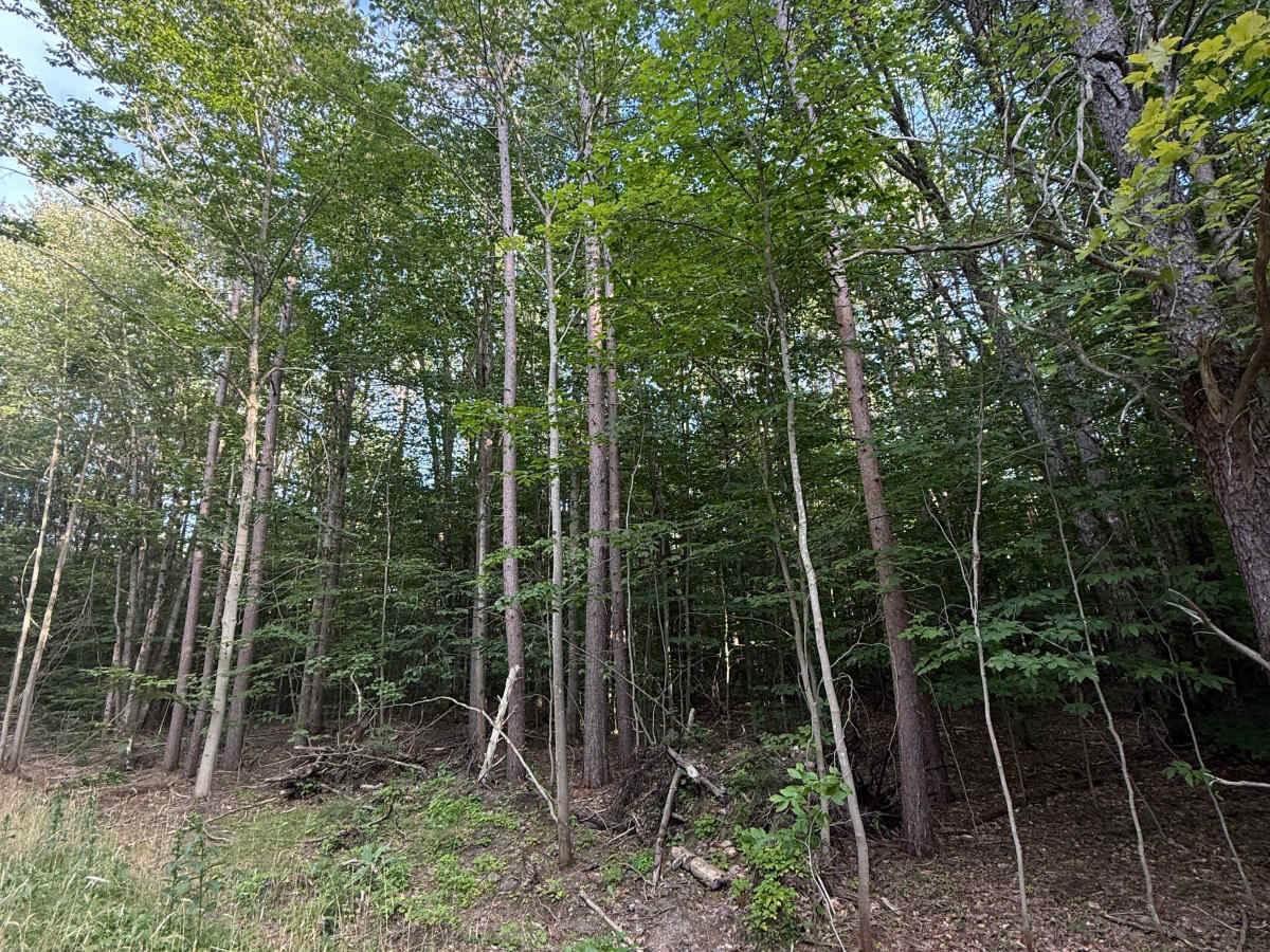 FS 5643 photo 6
