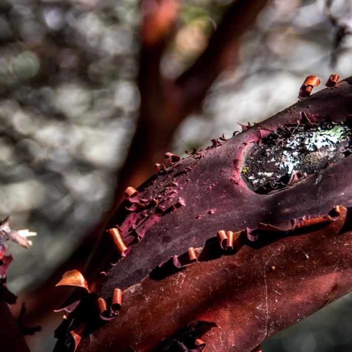 Near Hazelnut + Weiler Ranch Trail Loop Hike