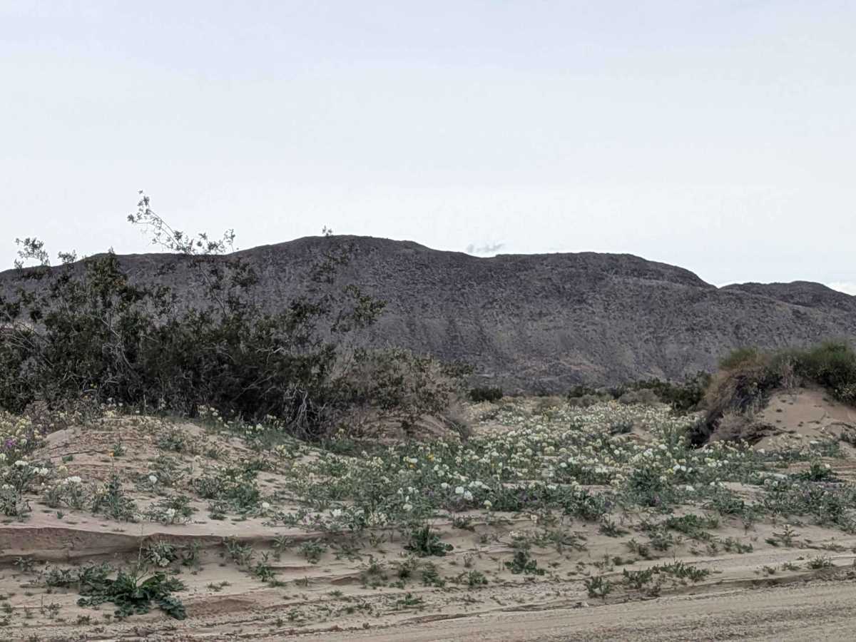 North Fork San Felipe Wash photo 4