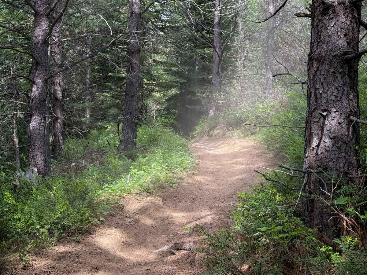 Snag - Trail 308  photo 4