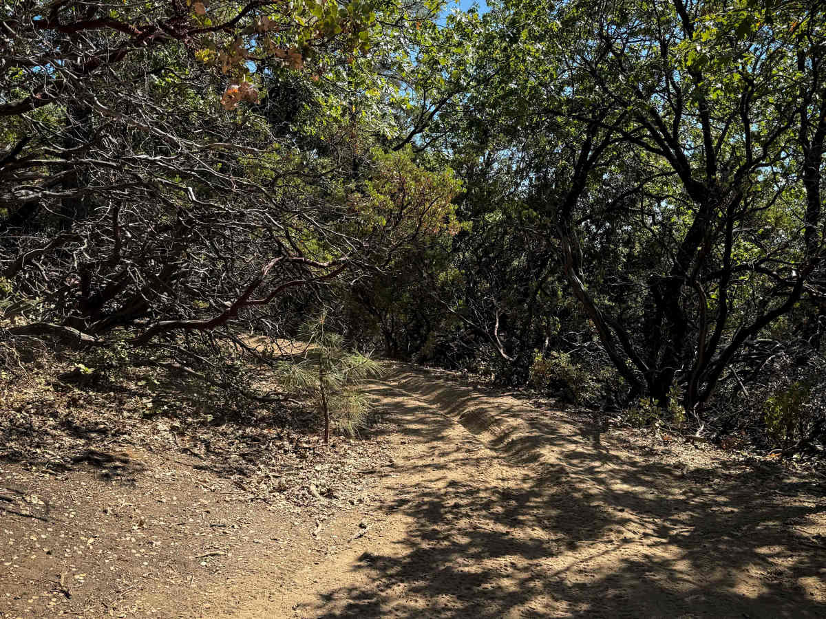 Trail 6-1 (11E28)  photo 3