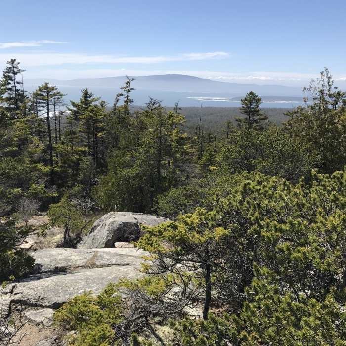 Near Schoodic Head Loop