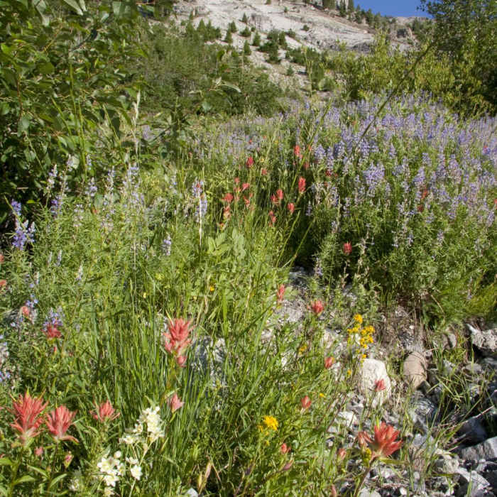 Near North Fork of the Big Wood - West Fork of the North Fork Near North Fork of the Big Wood - West Fork of the North Fork